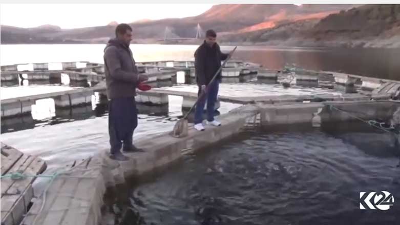 Xwedîkirina masiyan li Rihayê bibîne